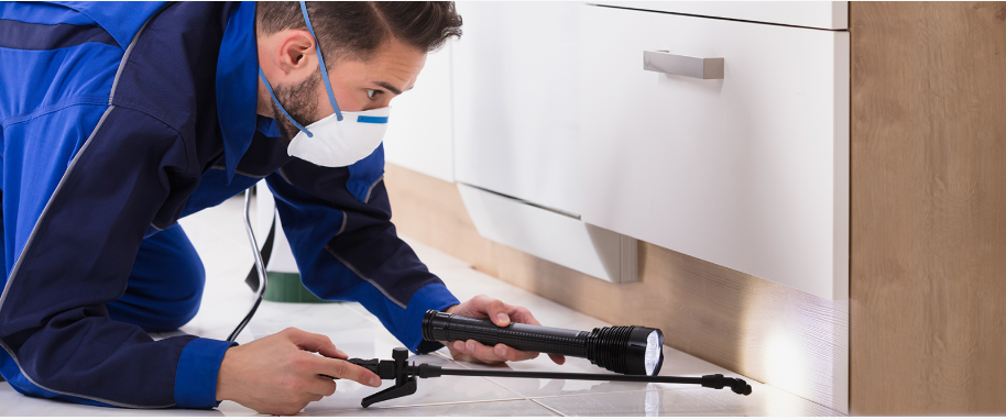Terrell pest xpert removal